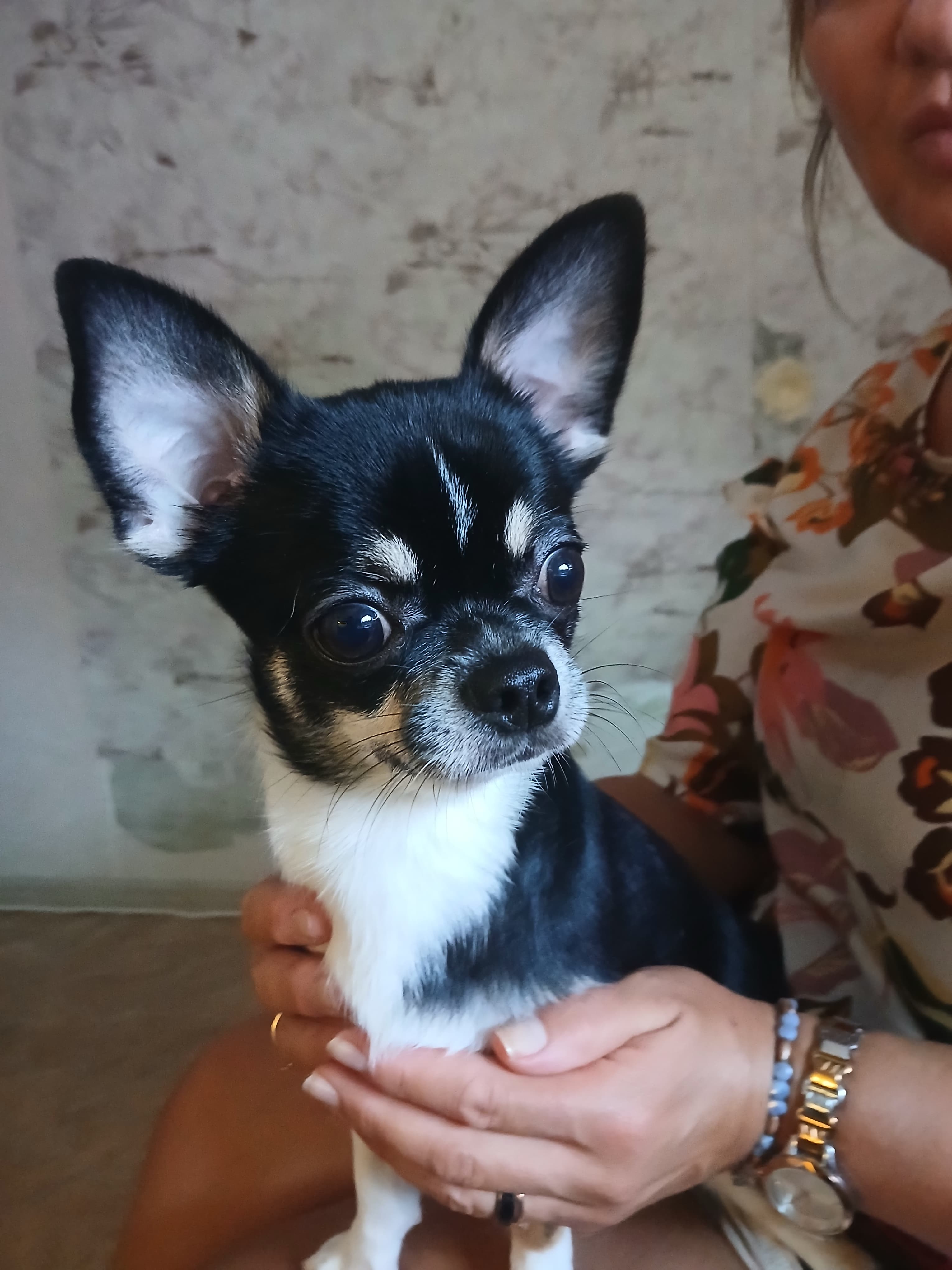 Короткошерстный чихуахуа триколор — чёрно-бело-рыжий окрас, настоящая собака